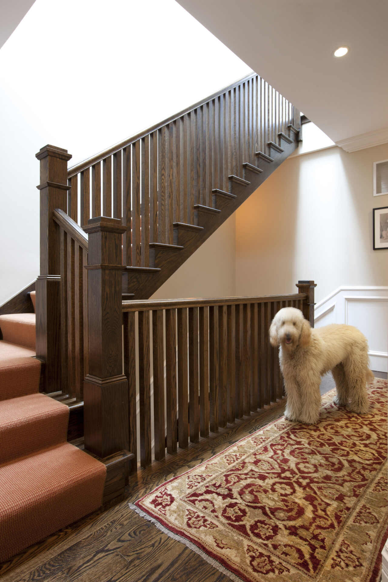Wooden stairs with big dog on the carpet
